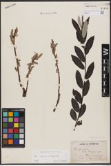 Foto von Salix caprea L. x Salix eleagnos Scop.